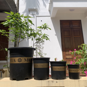 Hình ảnh các size chậu